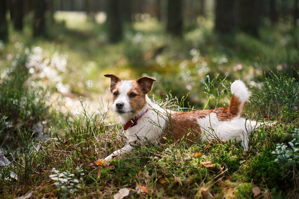 Perro Jack Russell Terrier pasea por la naturaleza
 - Foto, Imagen