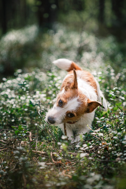 Hund Jack Russell Terrier geht in der Natur spazieren - Foto, Bild