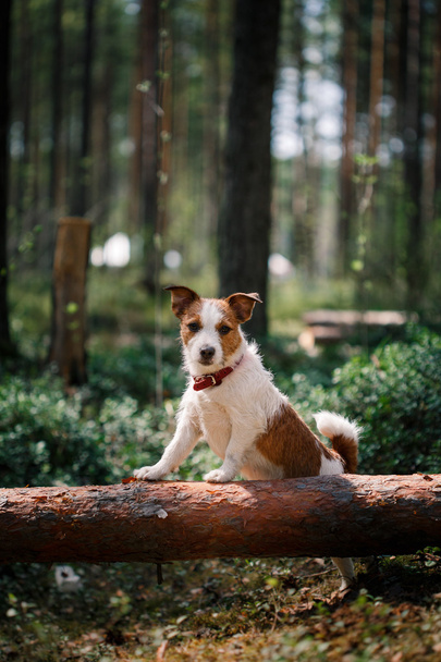 Dog Jack Russell Terrier walks on nature - Fotoğraf, Görsel