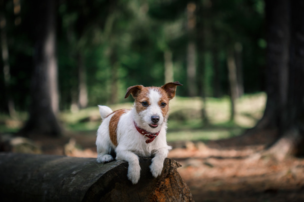 Hund Jack Russell Terrier geht in der Natur spazieren - Foto, Bild