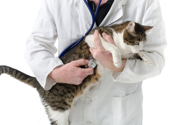Veterinarian examining cat - Photo, image