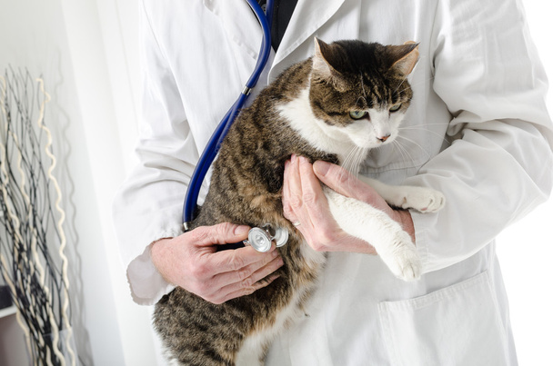 Vétérinaire examinant chat
 - Photo, image