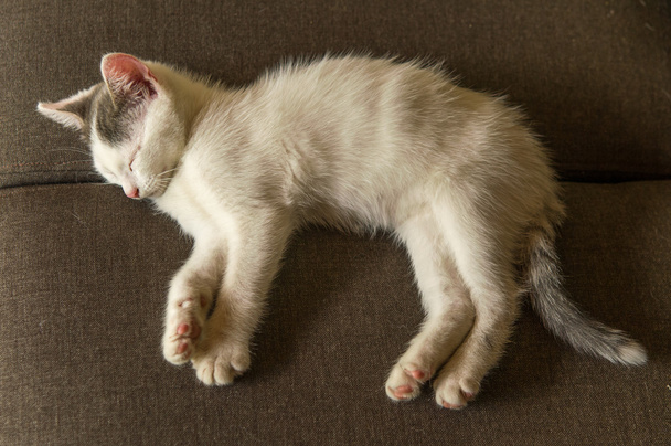 Сплячий кіт
 - Фото, зображення