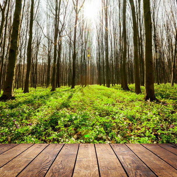 Jarní lesní stromy - Fotografie, Obrázek