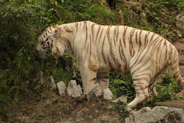 witte tijger - Foto, afbeelding