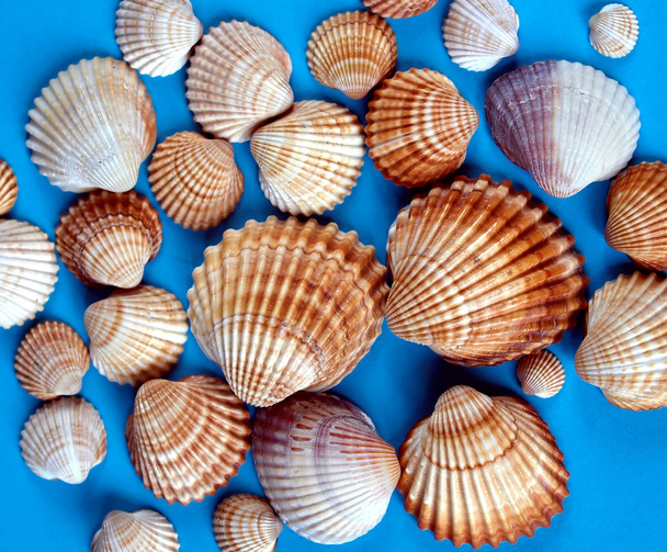 Shells picture - Photo, Image