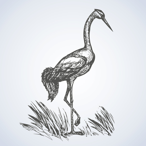 Crane. Desenho vetorial
 - Vetor, Imagem