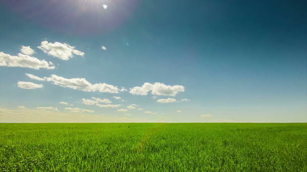 Groen veld, wolken, blauwe hemel, zonnige - Video