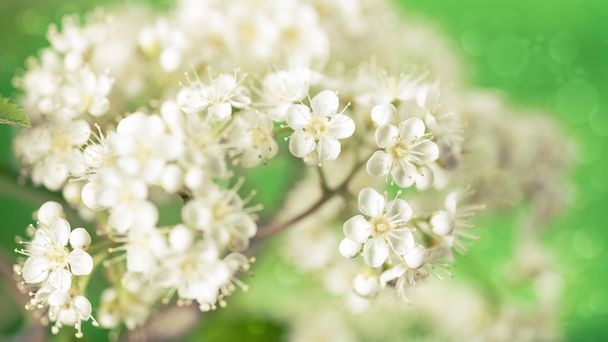 small white flowers - Photo, image