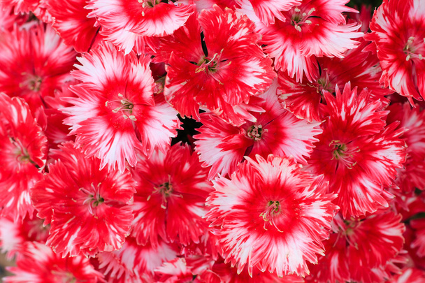 Red flowers background, floral background - Photo, Image