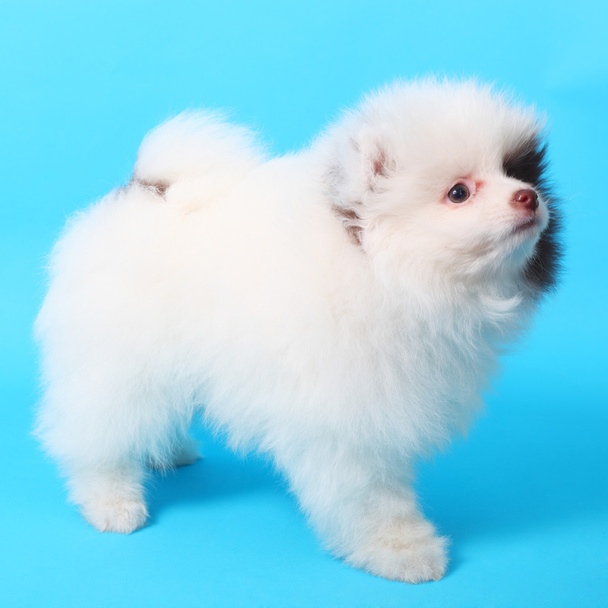 Cute little spitz puppy - Photo, image