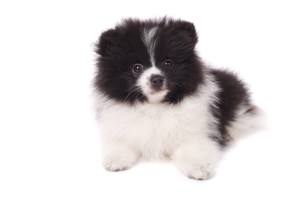 Little spitz puppy - Fotó, kép