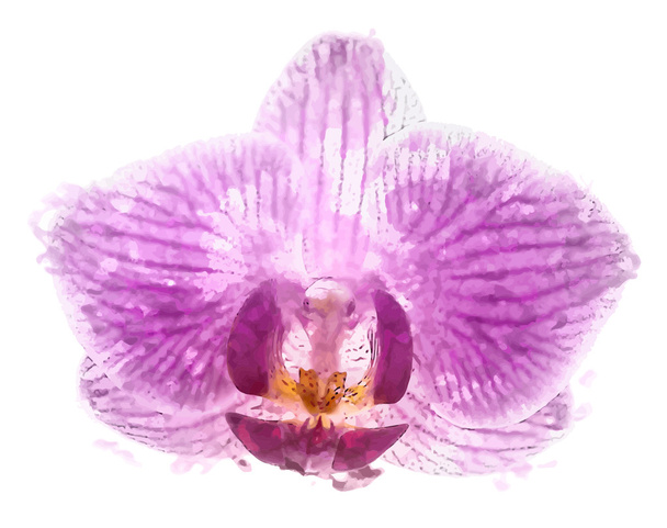 ορχιδέα λουλούδι, Phalaenopsis - Διάνυσμα, εικόνα