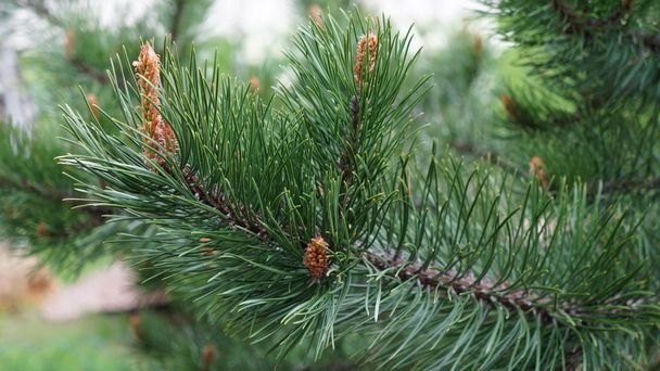 Spruce Tree - Photo, Image