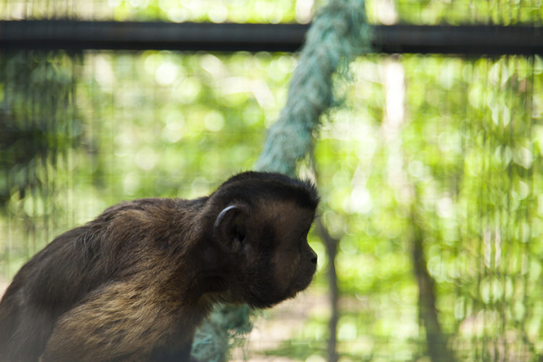 Monkeys in a cage - Valokuva, kuva