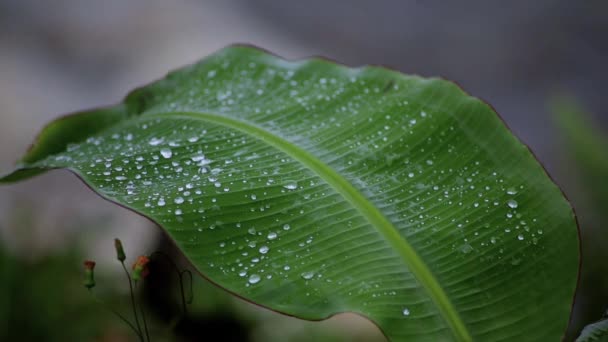 Dew on young banana leaf - Footage, Video