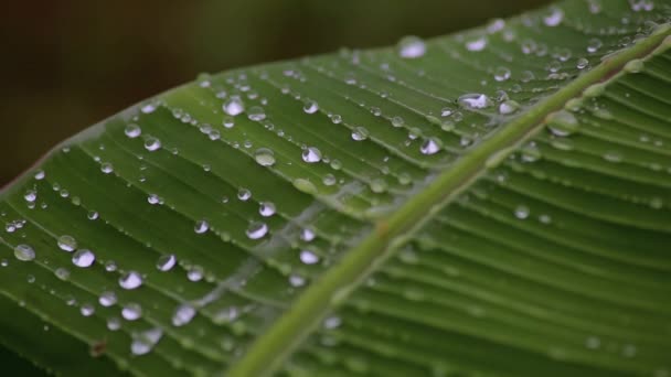 regendruppels op een bananenblad. Close-up - Video