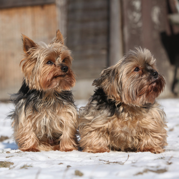 Beautiful Yorkshire Terriers in winter - Photo, Image