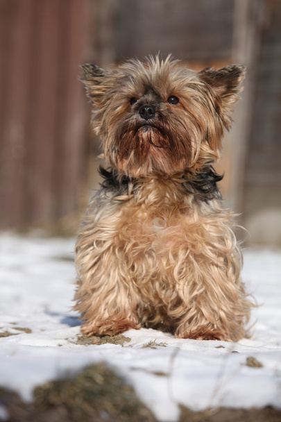 Beautiful Yorkshire Terrier in winter - Photo, Image