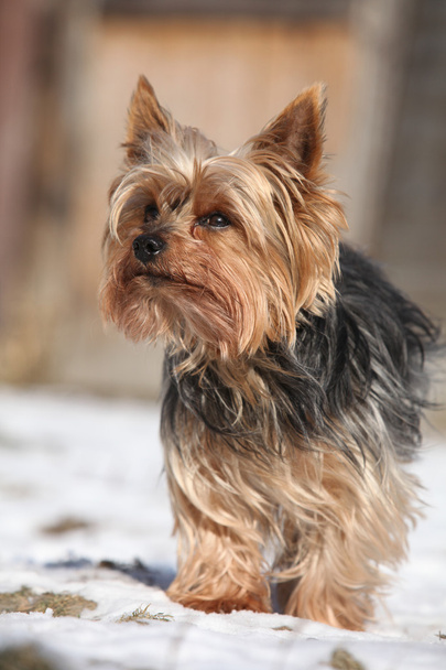 schöner yorkshire terrier im winter - Foto, Bild