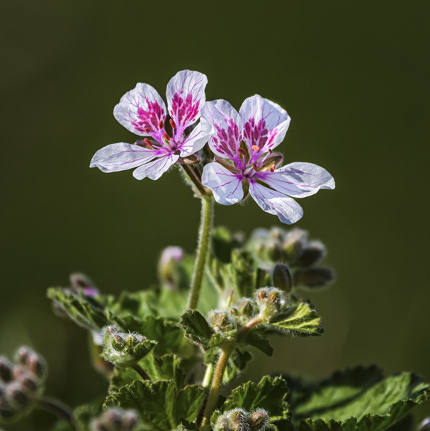 erodium pelargoniiflorum süße Blumen, Reiher Schnabel - Foto, Bild