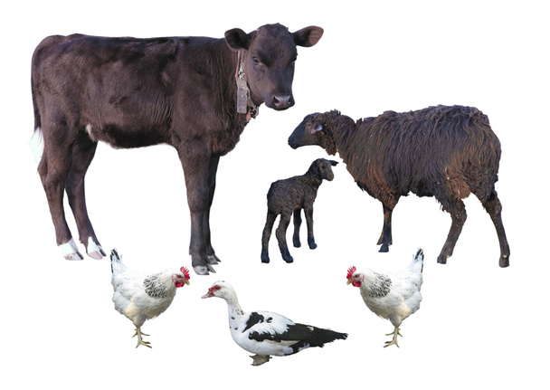 Zwierzęta gospodarskie na białym tle nad białym - łydki, jagnięcina i kurczak, owiec d - Zdjęcie, obraz