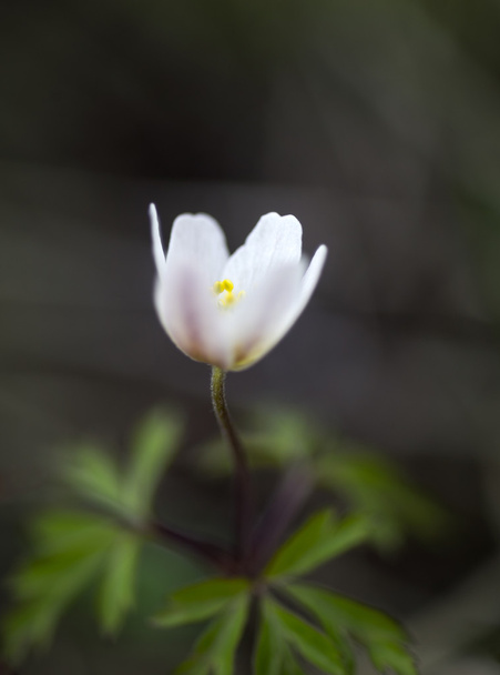 flor de viento rosa y blanca
 - Foto, imagen