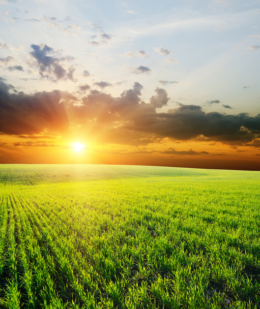 Sunset over green field - Photo, Image