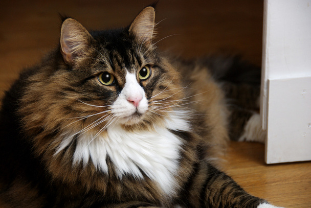 Beautiful Male Norwegian Forest Cat With Wide Eyes - Photo, Image
