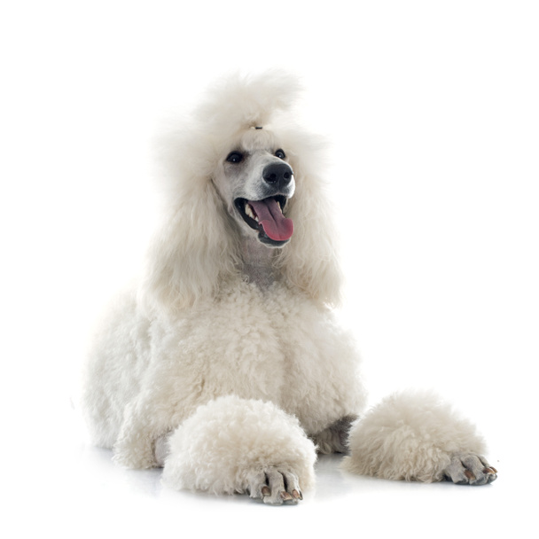 white Standard Poodle - Photo, Image
