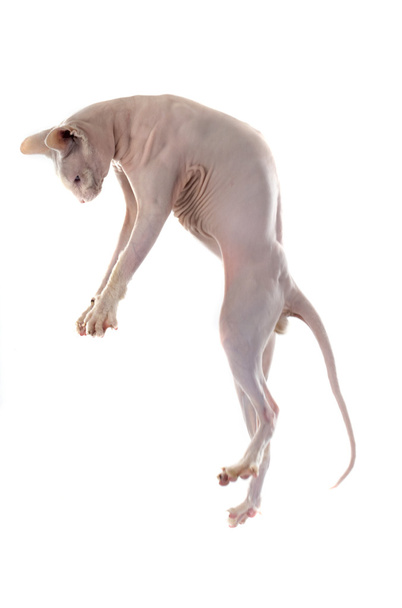 гра голі кішки Сфінкс - Фото, зображення