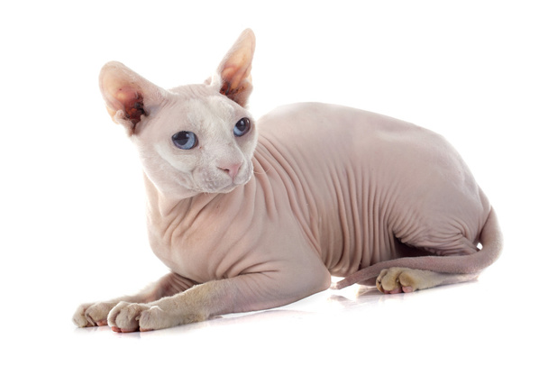 Sphynx Hairless Cat - Photo, Image