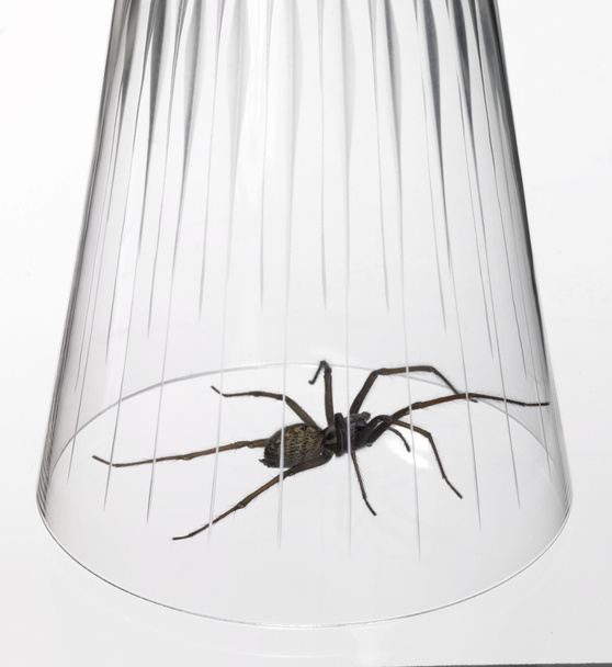 Caught big spider under a drinking glass - Photo, Image