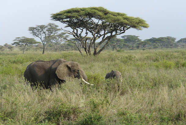 Savannah krajina s dvěma sloni ve vysoké trávě - Fotografie, Obrázek