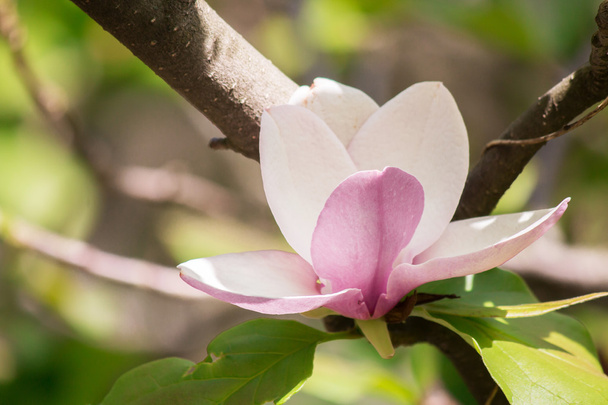 magnolia flower bud pink on a sunny natural background - Фото, изображение