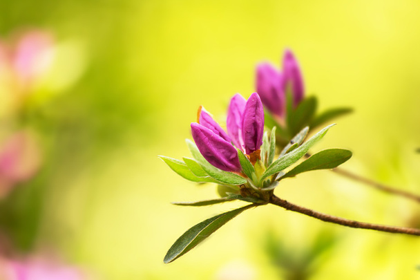 pink flower bud on a sunny natural background - Фото, зображення