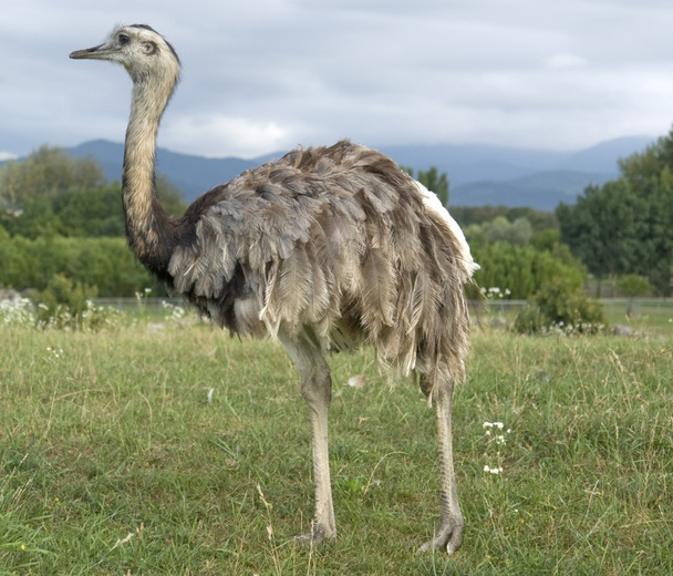 Greater Rhea in cloudy ambiance - Photo, Image