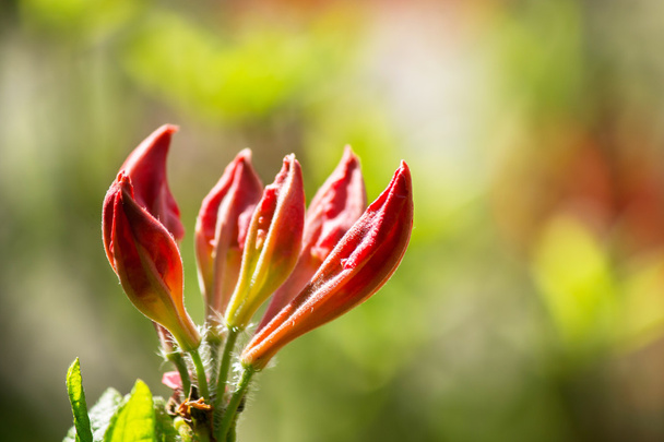 pink flower bud on a sunny natural background - Фото, изображение