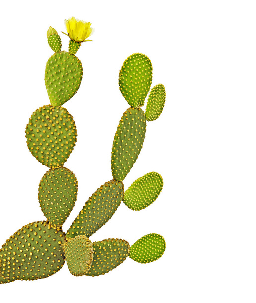 kaktus Opuntia izolovaných na bílém pozadí - Fotografie, Obrázek