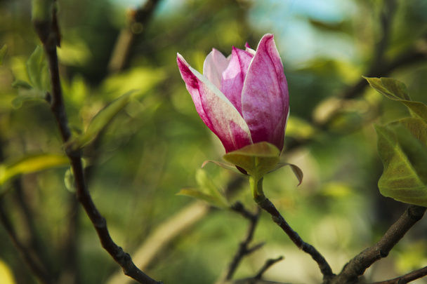 Flor de magnolia
 - Foto, Imagen