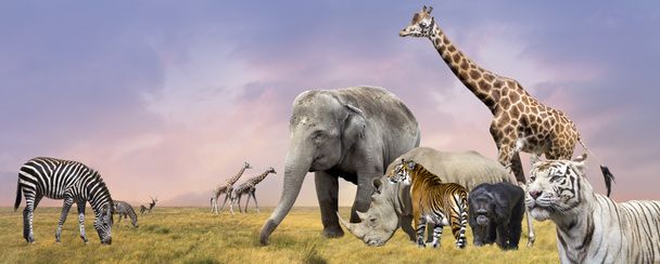Savanne wilde dieren collage - Foto, afbeelding