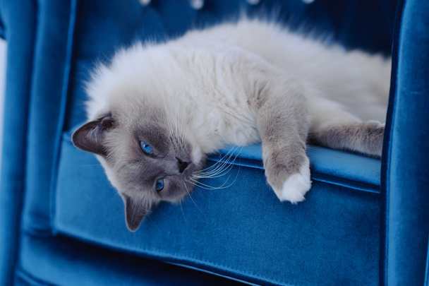 Кіт з блакитними очима лежить на синьому стільці
 - Фото, зображення