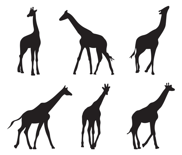 Set di diverse sagome giraffe
 - Vettoriali, immagini