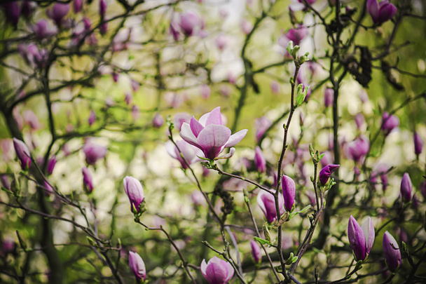 Magnolia flowers - Foto, immagini