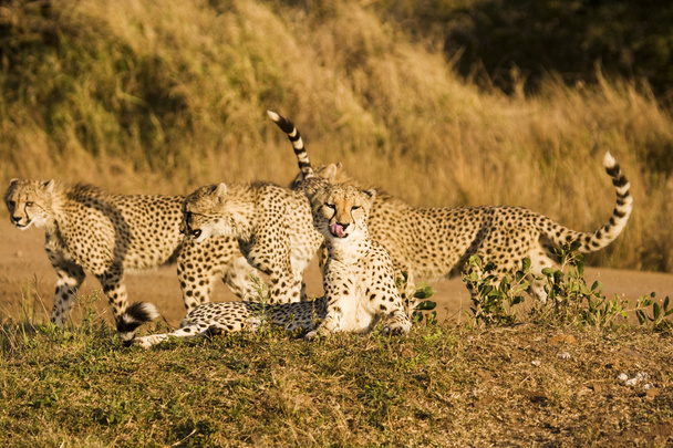 Quatre guépards sur Safari
 - Photo, image