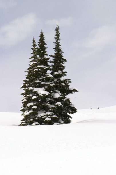 drei schneebedeckte Bäume - Foto, Bild