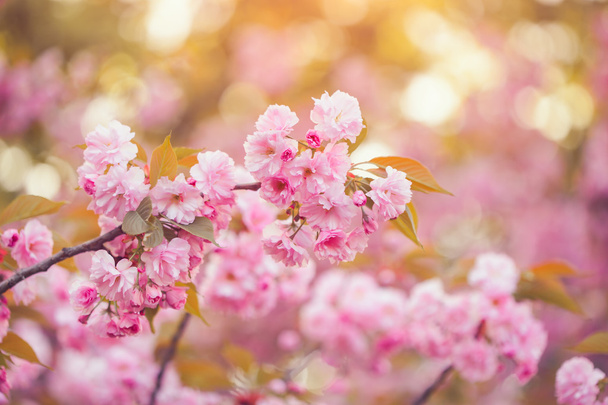 満開で美しいピンクの桜の花。さくら - 写真・画像