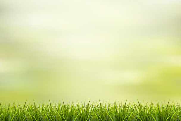 Grass and green nature blurred background - Фото, зображення