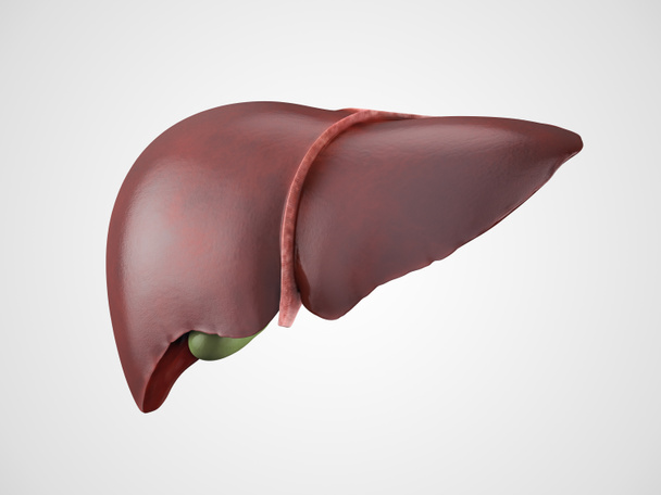 ilustração realista do fígado humano
 - Foto, Imagem