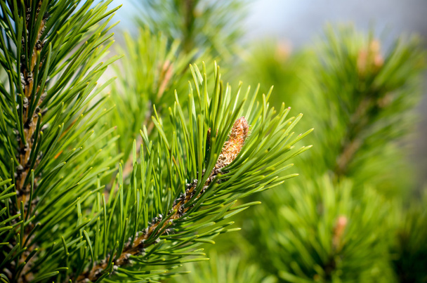 クローズ アップ松枝、緑の自然な背景 - 写真・画像